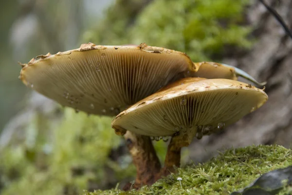 两个蘑菇 — 图库照片