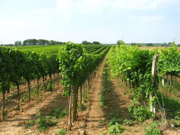 Burgenland vinice — Stock fotografie