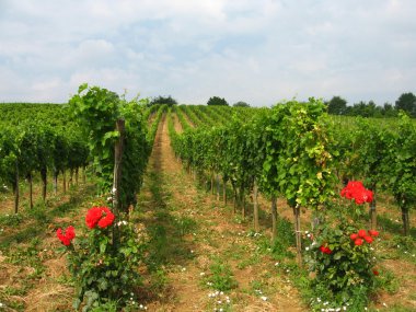 Burgenland vineyards clipart