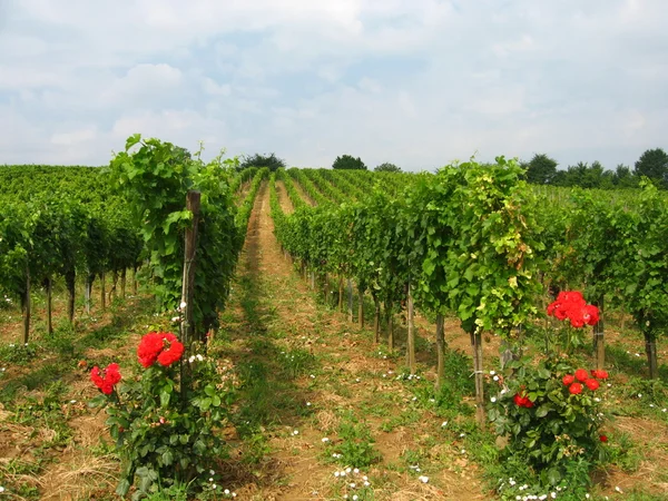 Burgenland wijngaarden — Stockfoto