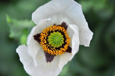 witte exotische bloem