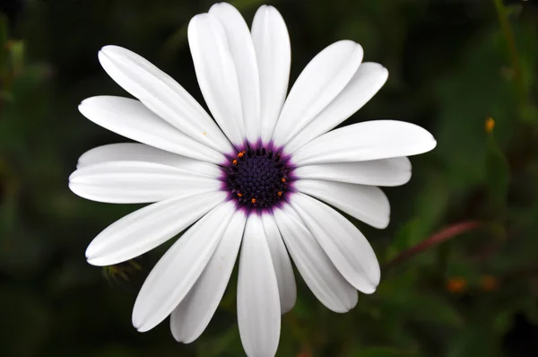 stock image White flower