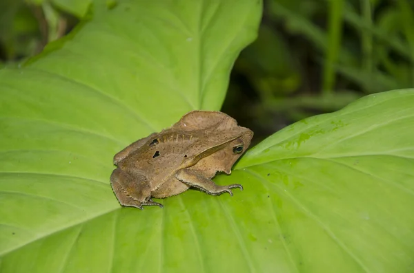 stock image Amazon Horned Frog