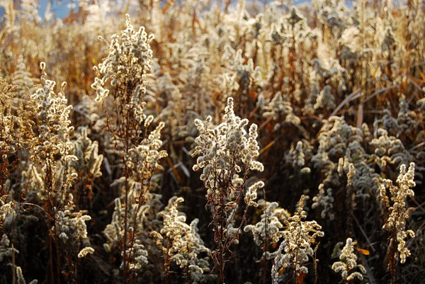 stock image Meadow