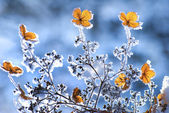 Winterblumen