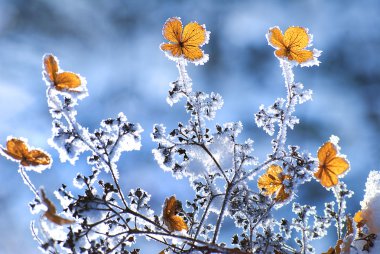 Winter flowers clipart