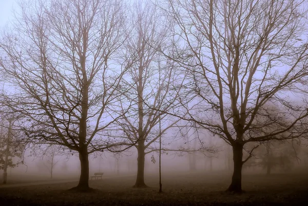 stock image Trees in fog