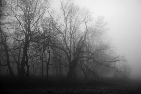 おとぎ話の森 — ストック写真