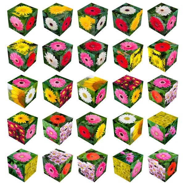 Blomma kub — Stockfoto