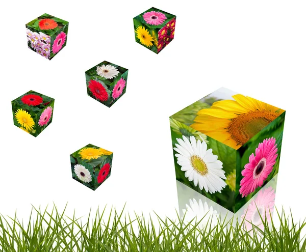 Cubo de flores — Fotografia de Stock