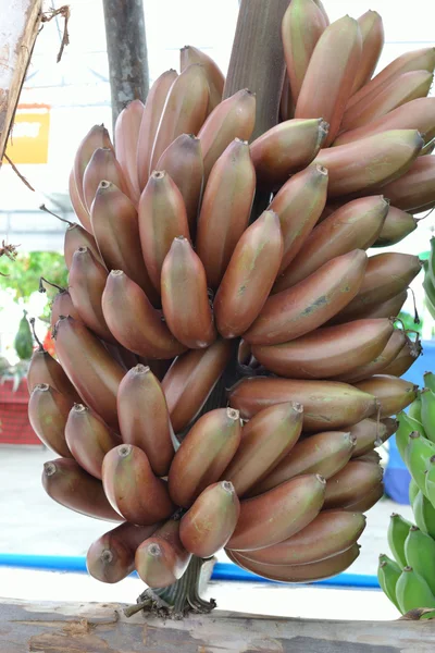 Banane fraîche — Photo