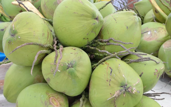 Palmier de nucă de cocos — Fotografie, imagine de stoc