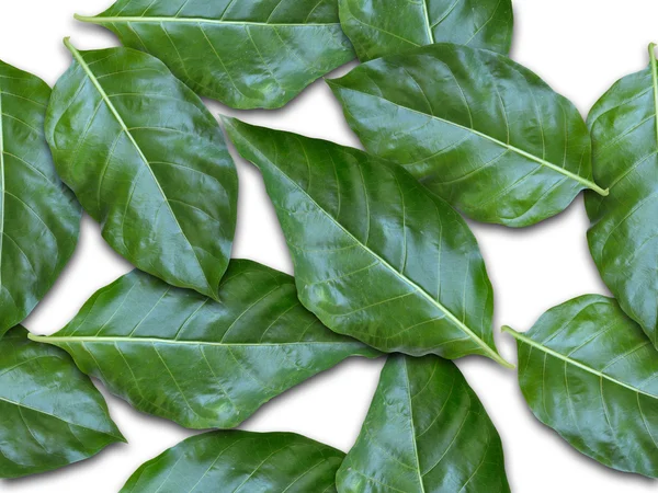 Зеленый лист без швов — стоковое фото