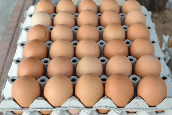 Yumurta kümesi — Stok fotoğraf