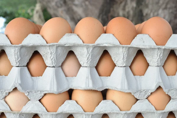 Set of egg — Stock Photo, Image