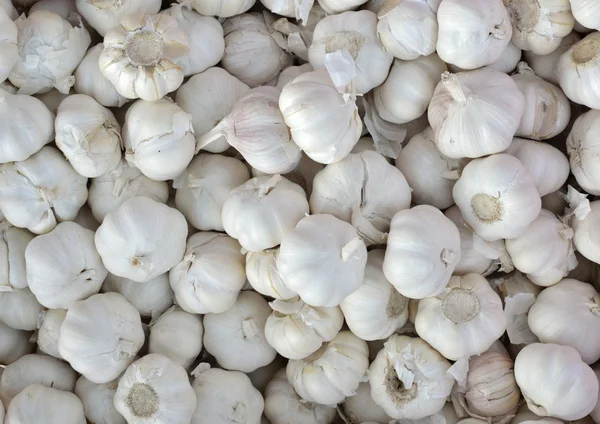 stock image Garlic