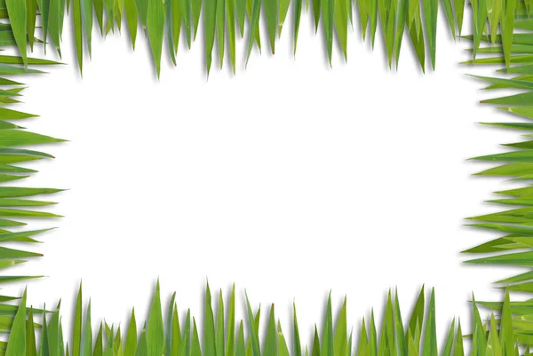 Patrón de hierba en blanco —  Fotos de Stock