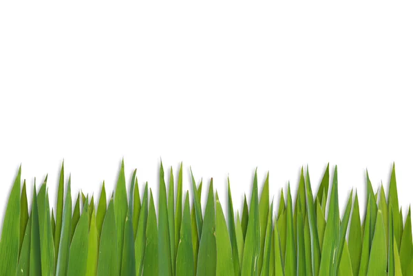 Patrón de hierba en blanco — Foto de Stock