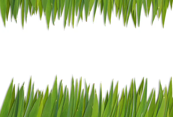 Blank grass pattern — Stock Photo, Image