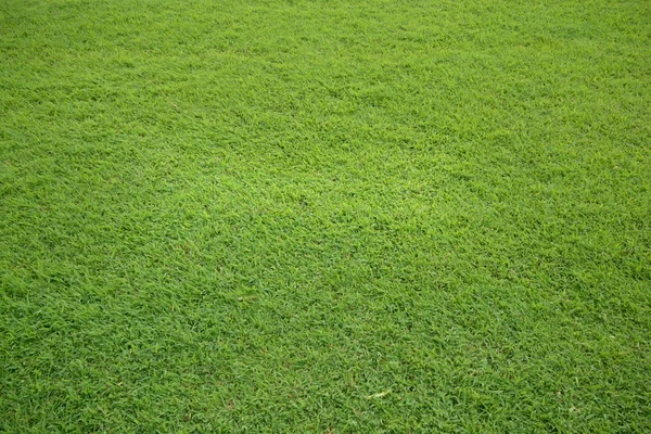 Grass field — Stock Photo, Image