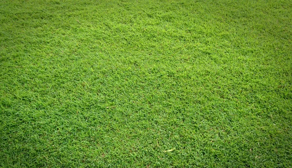 Травяное поле — стоковое фото