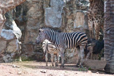 Zebra