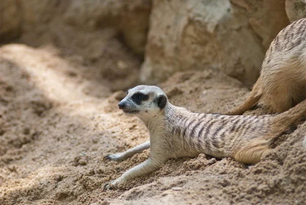 stock image Meercat