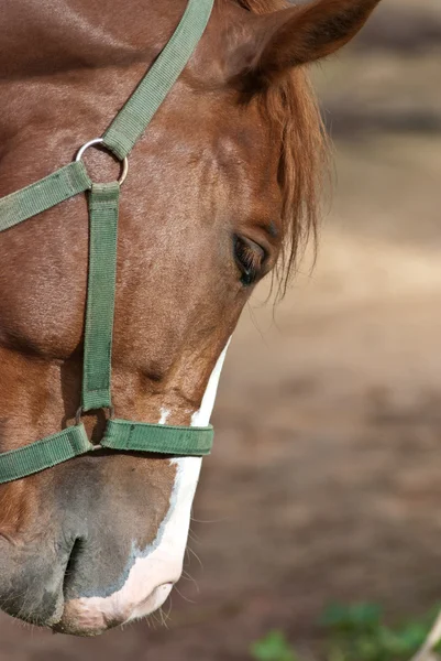 Caballo — Foto de Stock