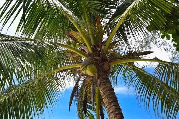 stock image Coconut palm tree