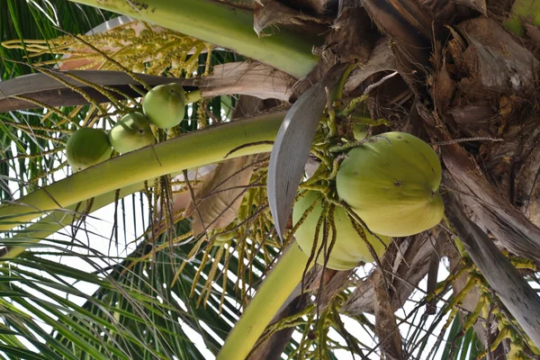 Palma da cocco — Foto Stock