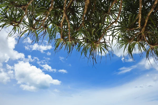 Ağaç againt mavi gökyüzü — Stok fotoğraf