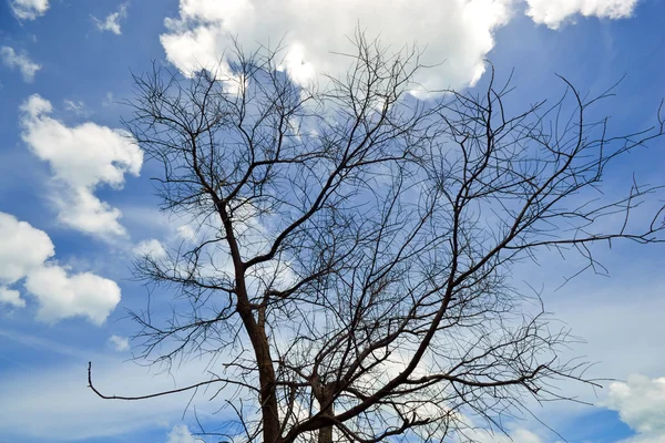 树捶著蓝色天空 — 图库照片