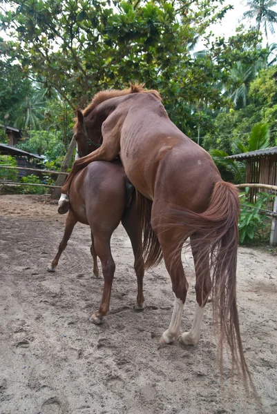 Koń w akcji — Zdjęcie stockowe