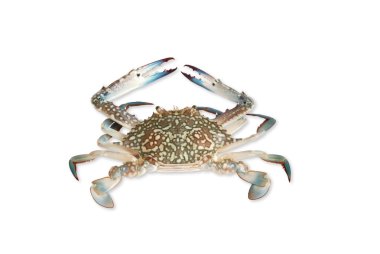 Crabs clipart