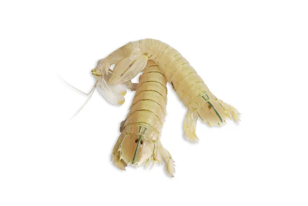 螳螂虾 — 图库照片