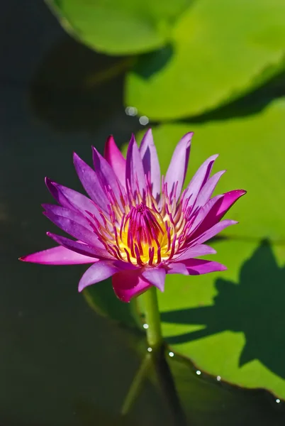 Paarse lotus — Stockfoto