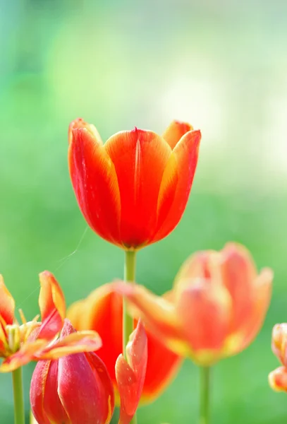 stock image Tulip