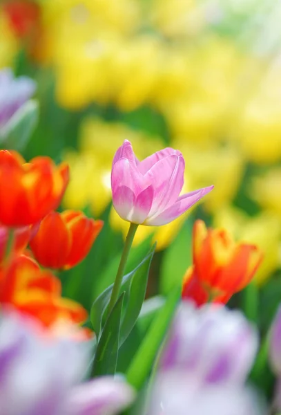 Tulip — Stock Photo, Image