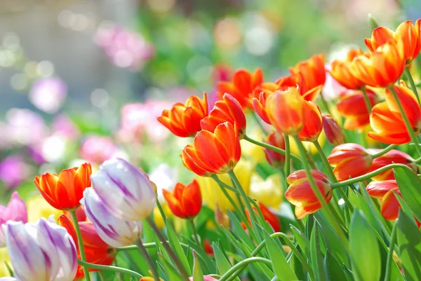 Tulip trädgård — Stockfoto