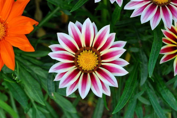 Zweifarbige Blume — Stockfoto
