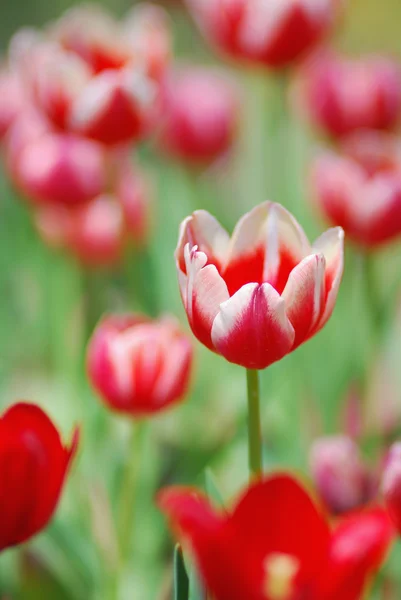 Тюльпан сад — стокове фото