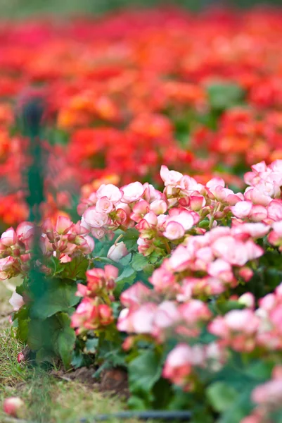 Květinová zahrada — Stock fotografie