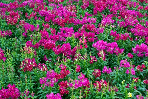 Giardino fiorito — Foto Stock
