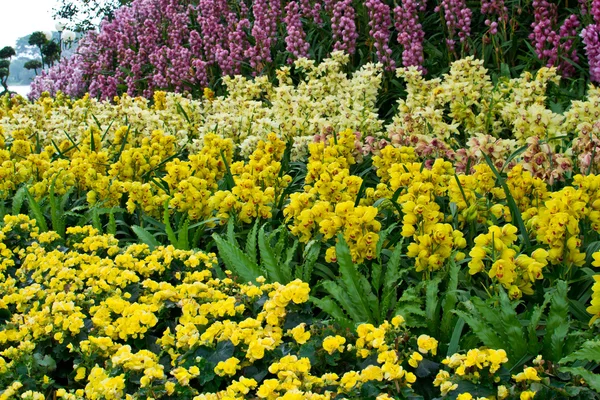 Jardín de flores — Foto de Stock