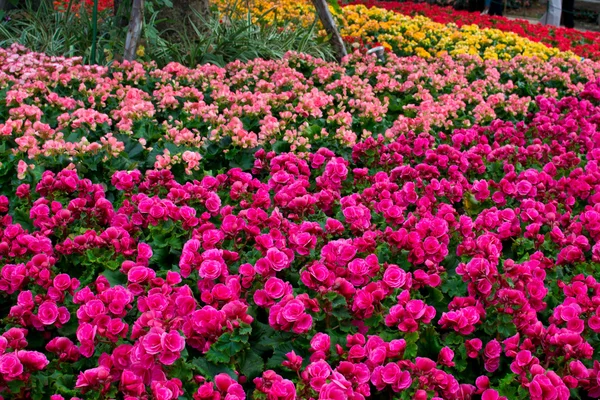 Jardim de flores — Fotografia de Stock