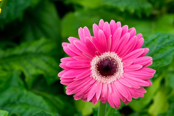 Jardín de flores — Foto de Stock