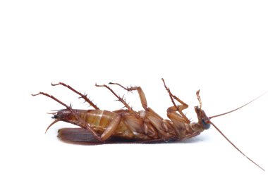 Cockroach clipart