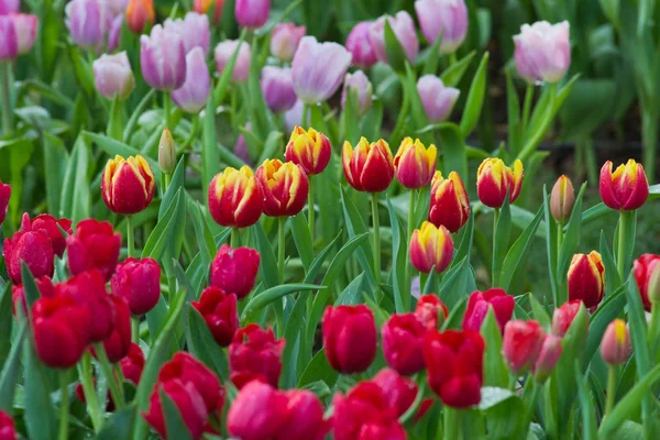 Blomma trädgård — Stockfoto