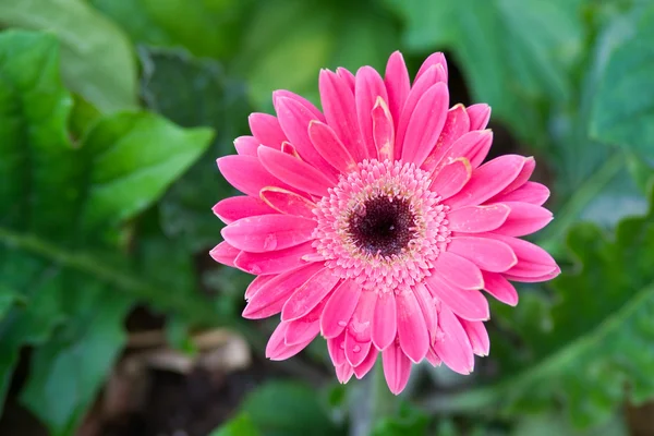 Flowergarden — Stockfoto