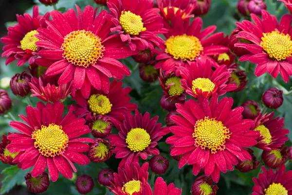Flower garden — Stock Photo, Image